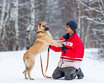 Собаки в других городах Московской области: Самая нежная и ласковая собака ждёт своего хозяина Девочка, Бесплатно - фото 7
