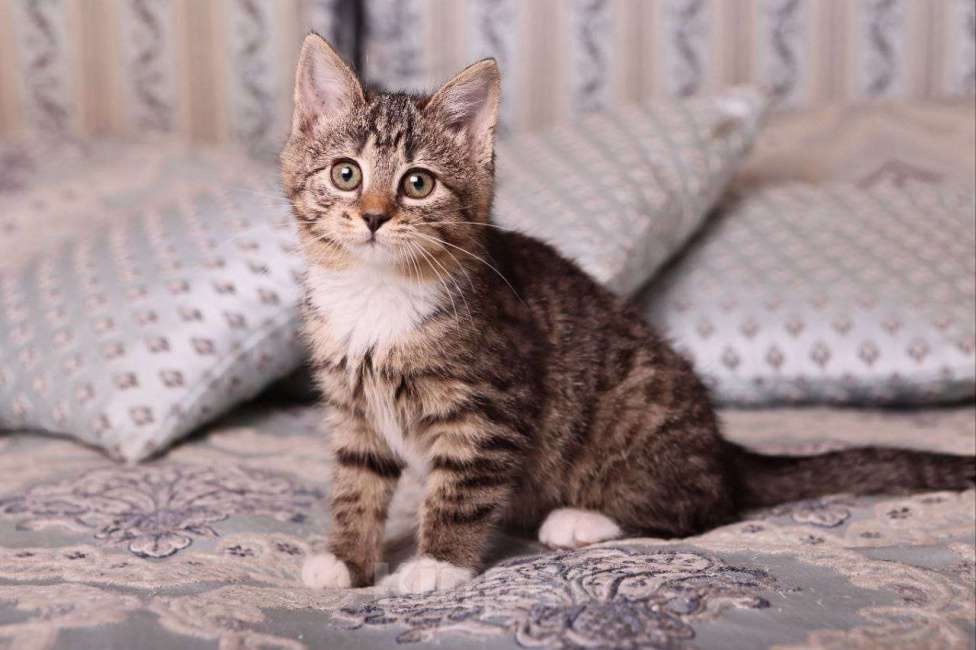 Кошки в Москве: Полосатый котенок Малинка в добрые руки Девочка, Бесплатно - фото 5