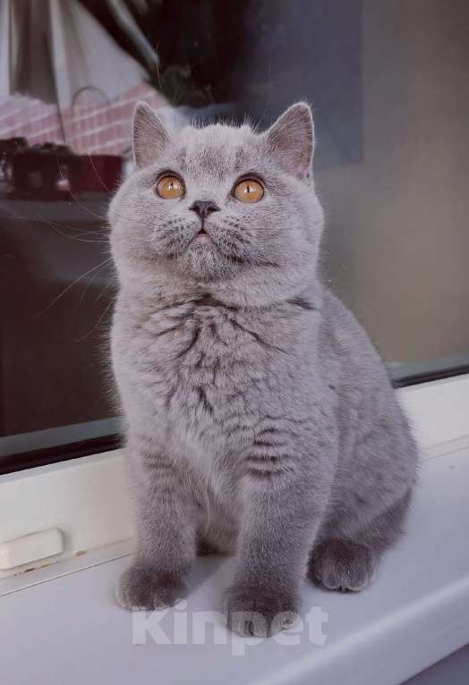 Кошки в Санкт-Петербурге: Британский котик Мальчик, 60 000 руб. - фото 4