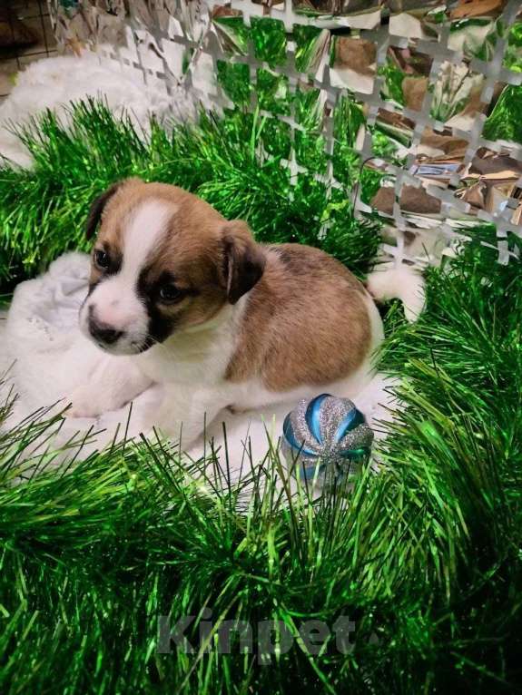 Собаки в Иркутске: Мальчик  Мальчик, 20 000 руб. - фото 4