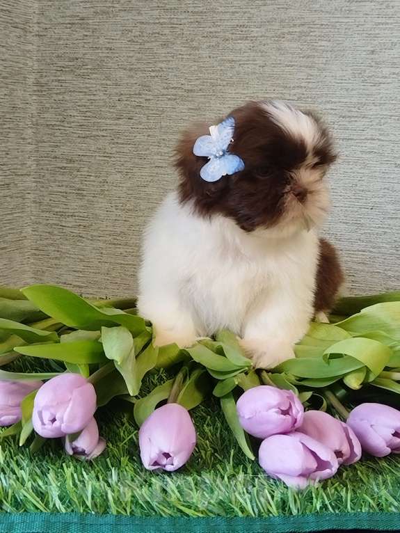 Собаки в других городах Московской области: Щенок ши тцу Мальчик, Бесплатно - фото 2