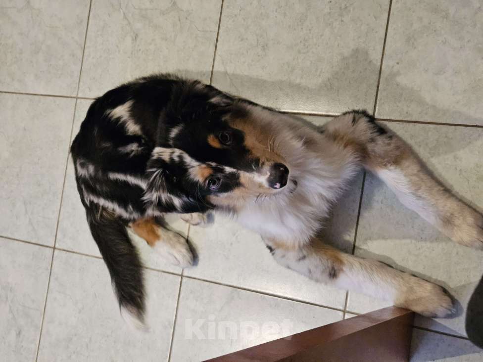 Собаки в Омске: австралийская овчарка, щенок Мальчик, 40 000 руб. - фото 3