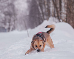 Собаки в Домодедово: Молодая собака Катя в добрые руки Девочка, Бесплатно - фото 7