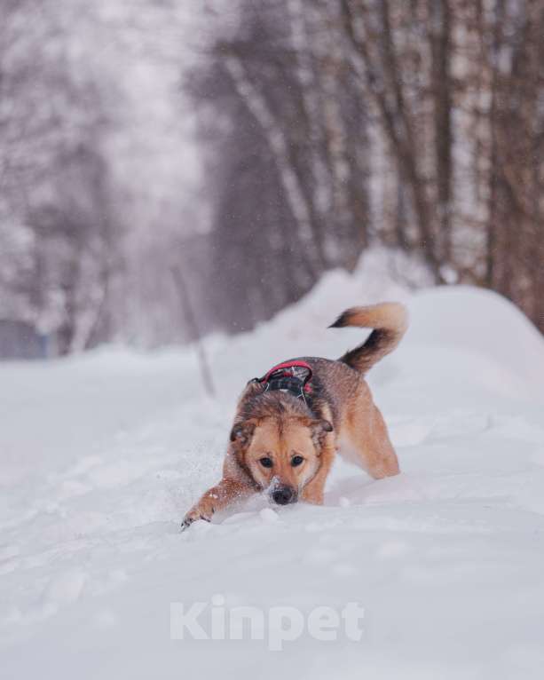 Собаки в Домодедово: Молодая собака Катя в добрые руки Девочка, Бесплатно - фото 7