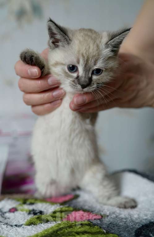 Кошки в Москве: Халва ищет дом Девочка, Бесплатно - фото 4