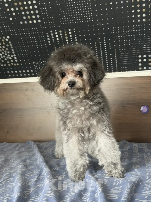 Собаки в Ейске: Той пудель тикап Мальчик, 150 000 руб. - фото 2