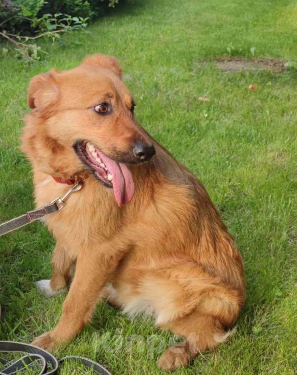 Собаки в Москве: Изюминка Девочка, Бесплатно - фото 4