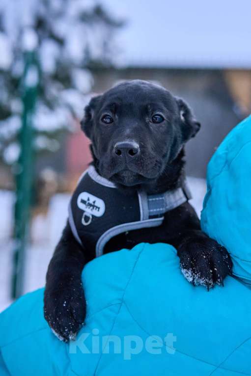 Собаки в Москве: щенок Грей в добрые руки Мальчик, Бесплатно - фото 3