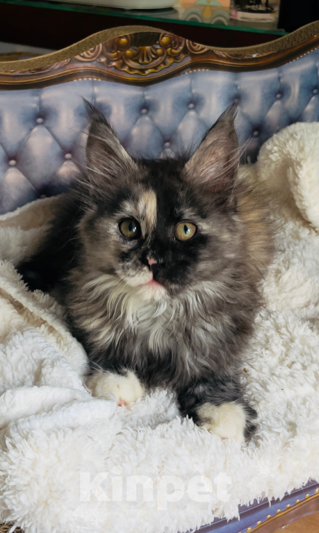 Кошки в Чайковском: Предлагаются к резерву котята породы  Мейн-кун Девочка, 45 000 руб. - фото 6