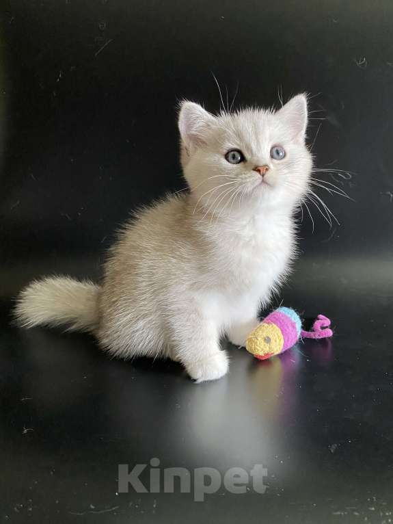 Кошки в Москве: Жаклин  Девочка, 45 000 руб. - фото 2