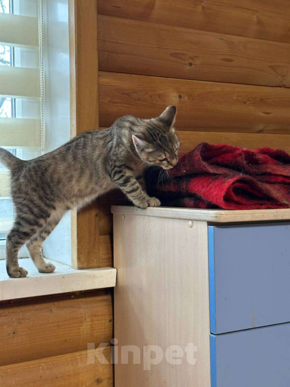 Кошки в Москве: Майя Девочка, Бесплатно - фото 3