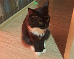 Кошки в Самаре: Найден кот Мальчик, Бесплатно - фото 1