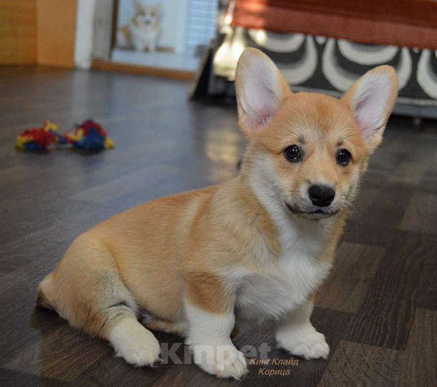 Собаки в Волгограде: Щенок вельш корги пемброк Мальчик, 50 000 руб. - фото 4