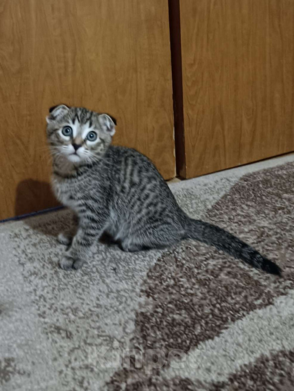 Кошки в Москве: Продам котенка  Мальчик, 5 000 руб. - фото 1