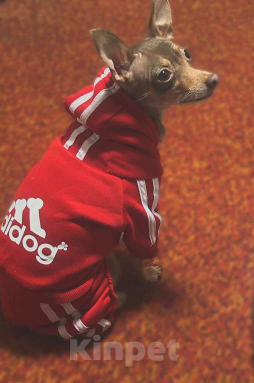 Собаки в других городах Ставропольского края: Продаются тойчики  Мальчик, Бесплатно - фото 2