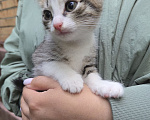Кошки в Москве: Котенок Лапка ищет дом Девочка, Бесплатно - фото 3