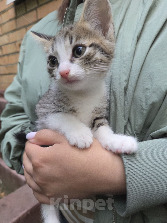 Кошки в Москве: Котенок Лапка ищет дом Девочка, Бесплатно - фото 3