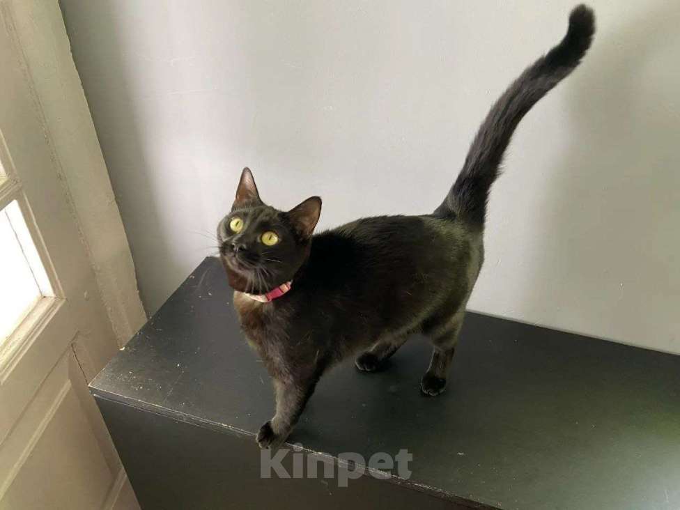 Кошки в Москве: Котенок Ночка ищет дом Девочка, Бесплатно - фото 2