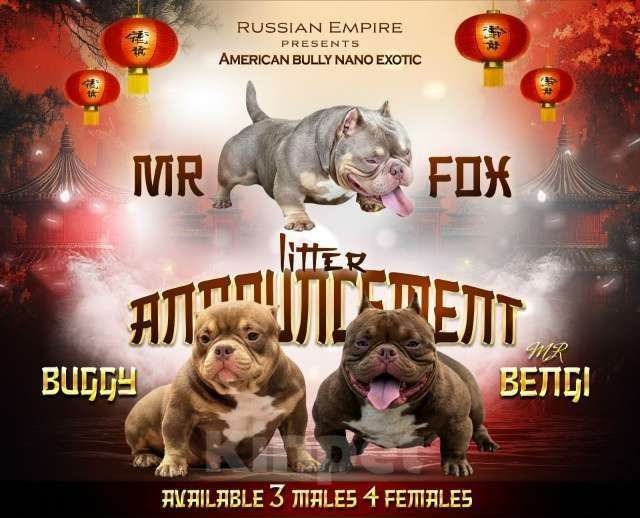 Собаки в Уфе: Американский булли нано экзотик щенки Мальчик, 350 000 руб. - фото 1