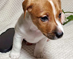 Собаки в Москве: Мальчик Джек Рассел терьера Мальчик, 45 000 руб. - фото 3