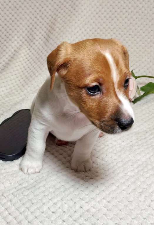 Собаки в Москве: Мальчик Джек Рассел терьера Мальчик, 45 000 руб. - фото 3