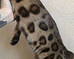 Кошки в Красноярске: Бенгальский кот вязка ищет подружку, 3 000 руб. - фото 4