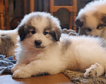 Собаки в Электростали: Щенков Пиренейской Горной Собаки продаю Мальчик, 40 000 руб. - фото 3