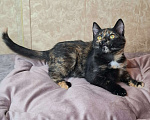 Кошки в Москве: Котёнок Торти в добрые руки  Девочка, Бесплатно - фото 7