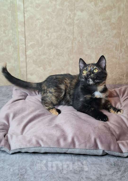 Кошки в Москве: Котёнок Торти в добрые руки  Девочка, Бесплатно - фото 7