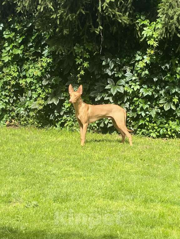 Собаки в других городах Московской области: Фараонова собака Мальчик, 25 000 руб. - фото 6