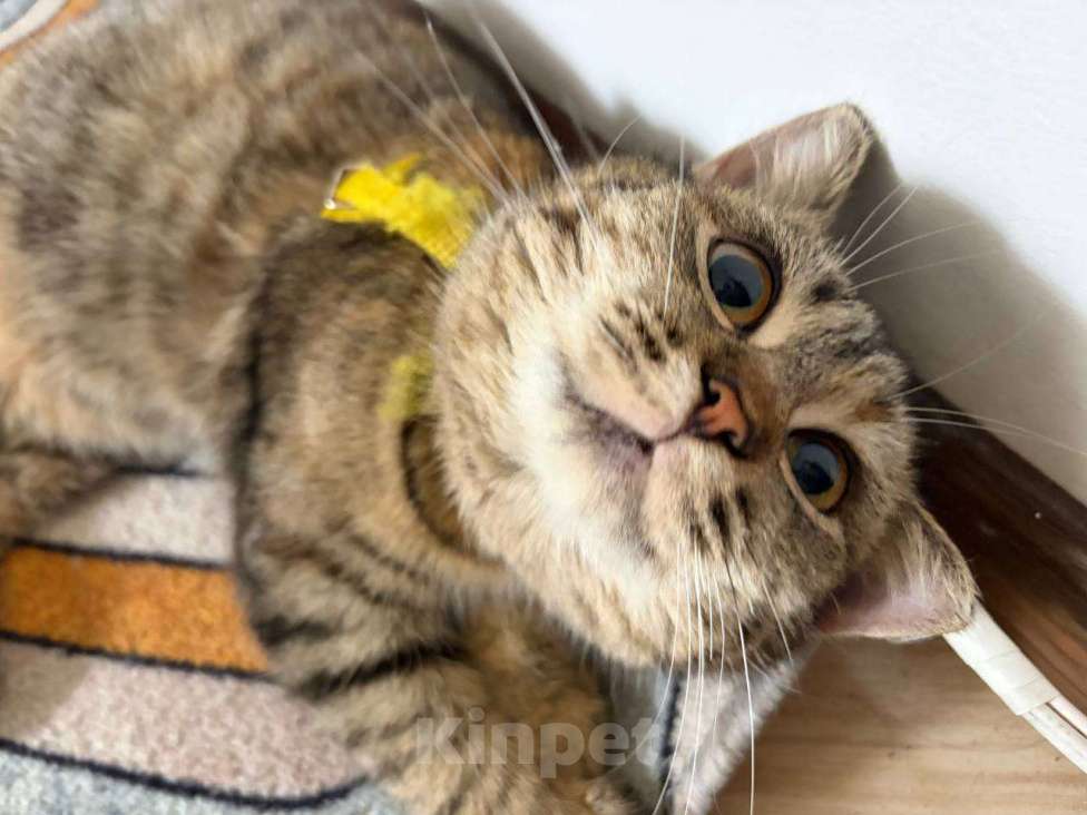 Кошки в Москве: Красотка Клео, очень красивый котёнок! Девочка, Бесплатно - фото 4