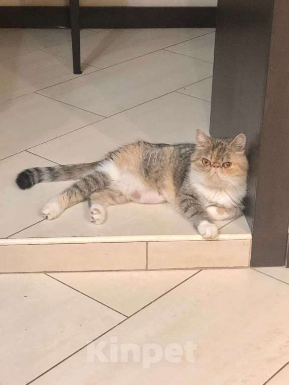 Кошки в Москве: Экзотическая пара котик и кошка Девочка, 10 000 руб. - фото 4