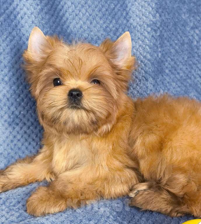 Собаки в Москве: Русская салонная собака Мальчик, 50 руб. - фото 5