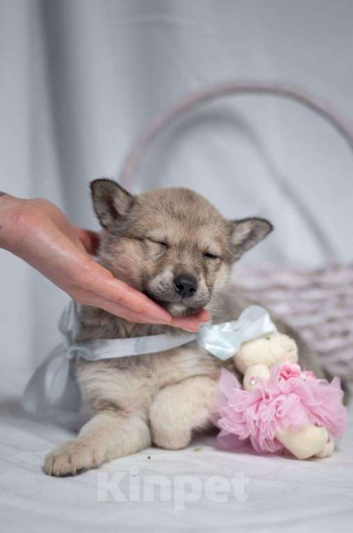 Собаки в Ногинске: Щенок девочка в поиске дома Девочка, Бесплатно - фото 4