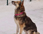 Собаки в Москве: Бобик Мальчик, Бесплатно - фото 3