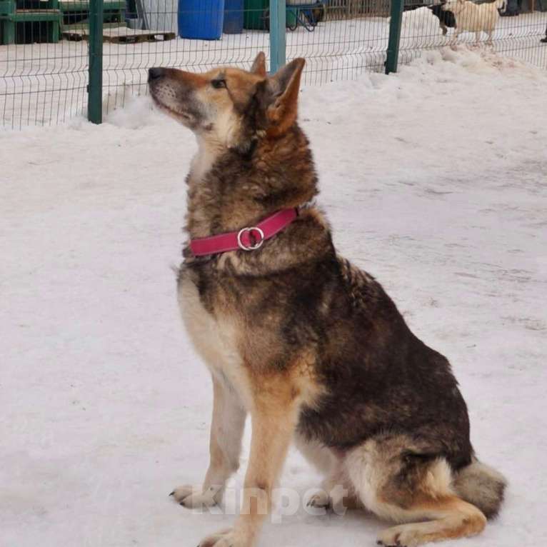 Собаки в Москве: Бобик Мальчик, Бесплатно - фото 3