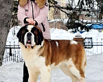 Собаки в Москве: Взрослый титулованный кобель Мальчик, Бесплатно - фото 3