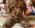 Собаки в других городах Московской области: Щенки той-пуделя Мальчик, Бесплатно - фото 2