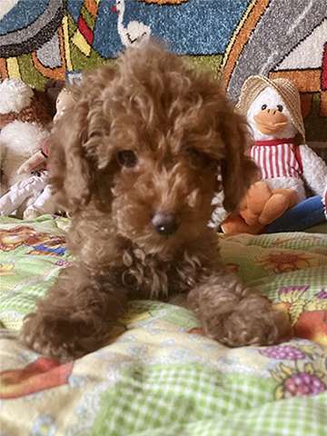 Собаки в других городах Московской области: Щенки той-пуделя Мальчик, Бесплатно - фото 2