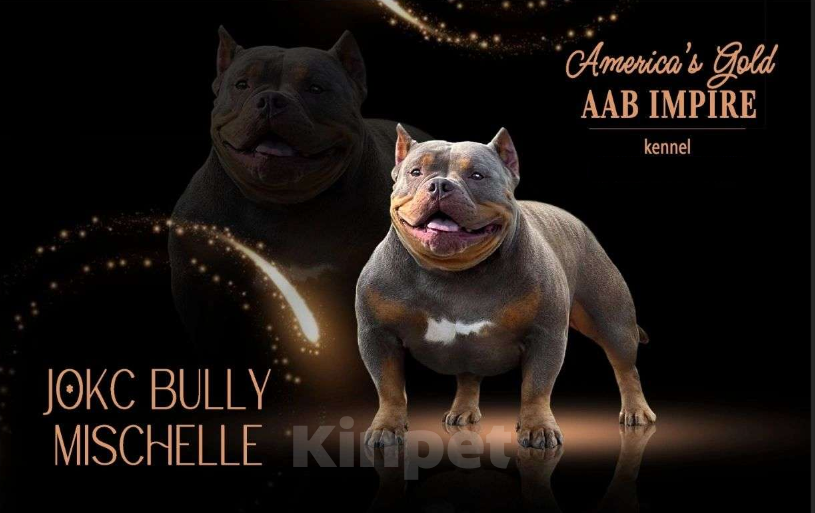 Собаки в Новосибирске: Бомбический щенок кобель американский булли Мальчик, Бесплатно - фото 3