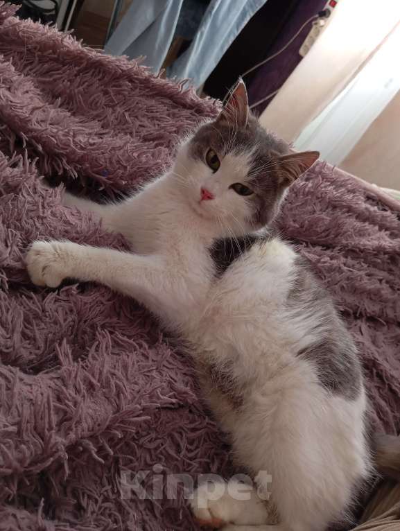 Кошки в Брянске: котик в добрые руки Мальчик, Бесплатно - фото 1