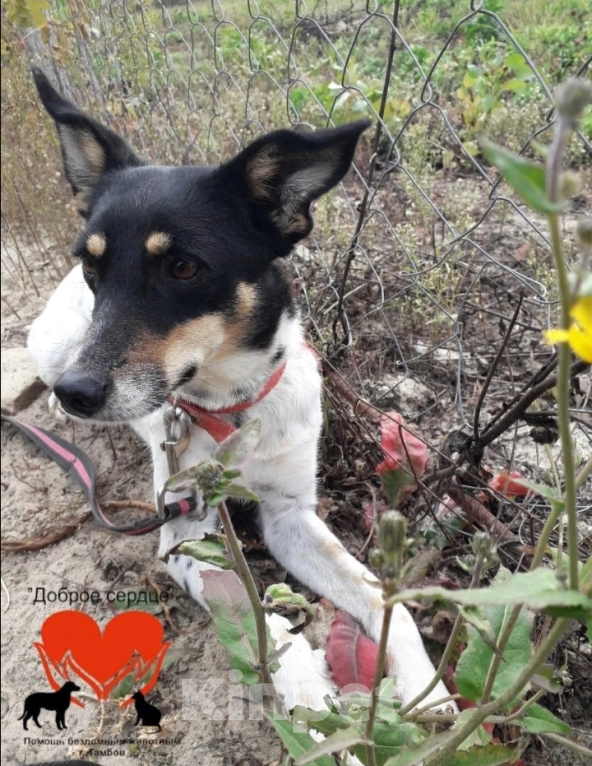 Собаки в Тамбове: Ирма Девочка, Бесплатно - фото 3