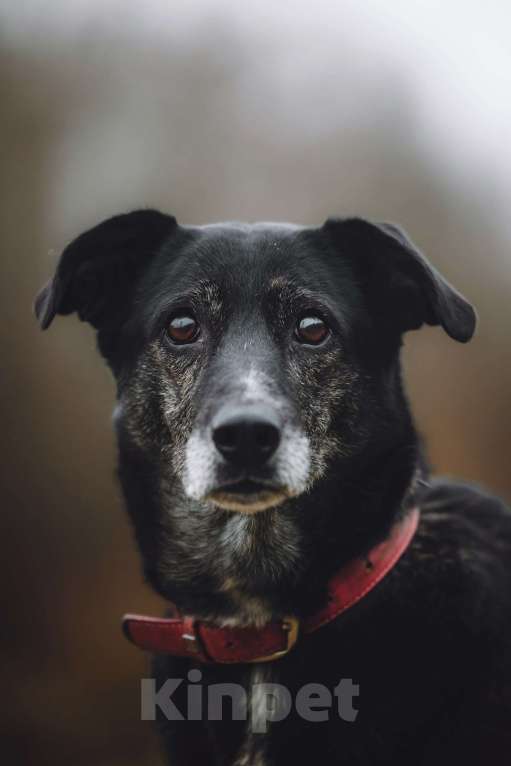 Собаки в Москве: Добрая собака в добрые руки Девочка, Бесплатно - фото 1