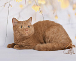 Кошки в Краснодаре: Британский котик к/ш Мальчик, Бесплатно - фото 4