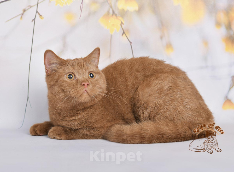 Кошки в Краснодаре: Британский котик к/ш Мальчик, Бесплатно - фото 4