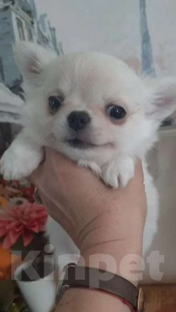 Собаки в Москве: Красивый мальчик чихуахуа Мальчик, 25 000 руб. - фото 2