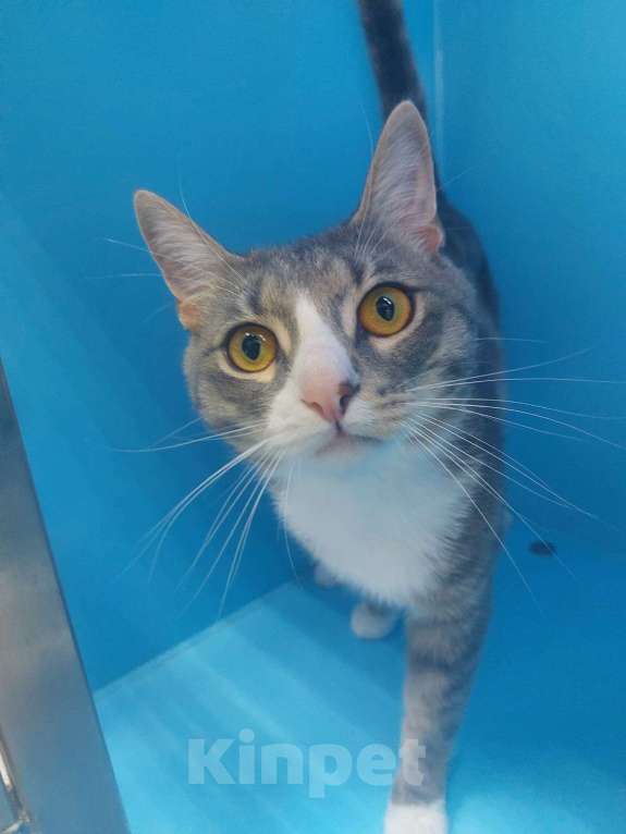 Кошки в Москве: Филю хотели усыпить, потому что слишком ласковый Мальчик, Бесплатно - фото 2