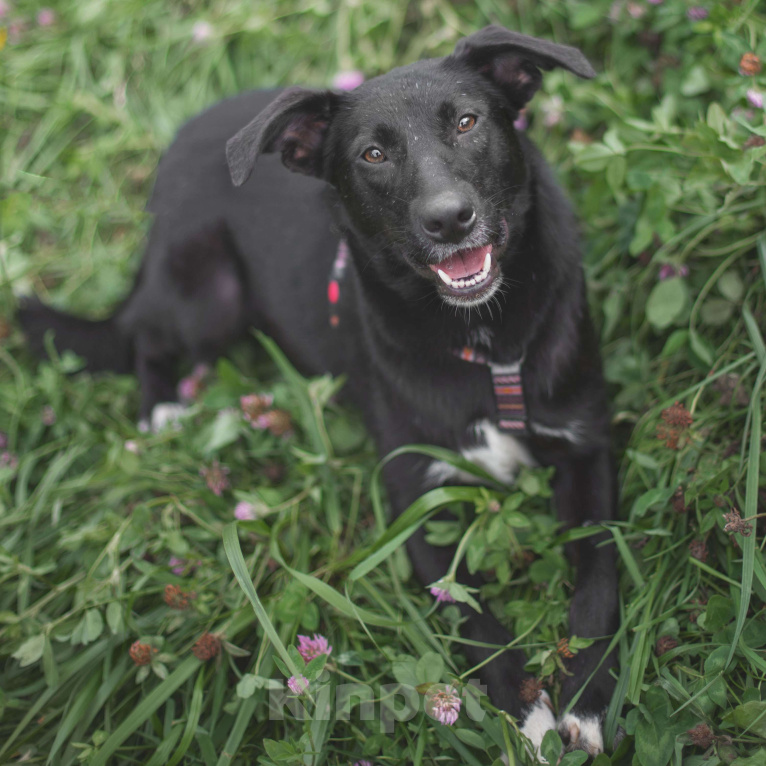 Собаки в Москве: Тыковка Девочка, Бесплатно - фото 2