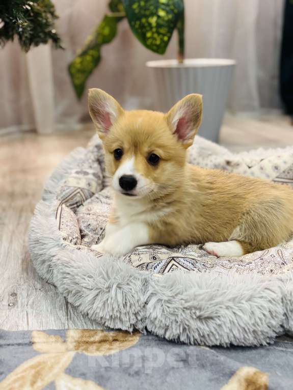 Собаки в Краснозаводске: Продажа щенков корги Мальчик, 45 000 руб. - фото 7