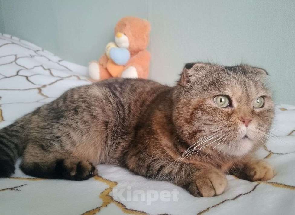 Кошки в Москве: Мия, 4.5 года, метис шотландской вислоухой Девочка, Бесплатно - фото 4